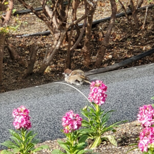 【芦屋のはるかぜ】芦屋市役所前のスズメはふくよか