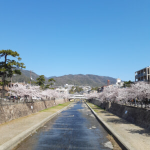 【芦屋のはるかぜ】あっという間に桜満開