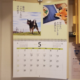 【教室ブログ】5月の犬川柳 【教室ブログ】5月の犬川柳