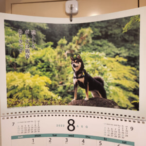 【教室ブログ】8月の犬川柳