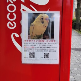 【教室ブログ】続・迷子のお知らせ 【教室ブログ】続・迷子のお知らせ