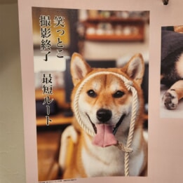 【教室ブログ】12月の犬川柳 【教室ブログ】12月の犬川柳