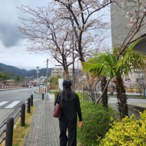 【教室ブログ】芦屋市民センター前のさくら