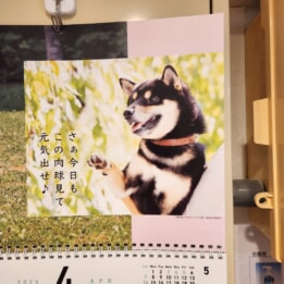 【教室ブログ】4月の犬川柳 【教室ブログ】4月の犬川柳