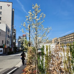 【芦屋のはるかぜ】春の息吹き 【芦屋のはるかぜ】春の息吹き