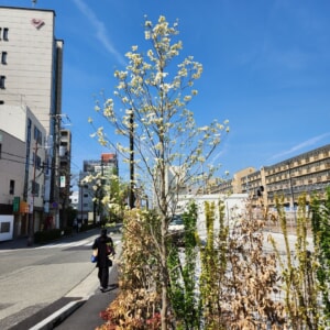 【芦屋のはるかぜ】春の息吹き