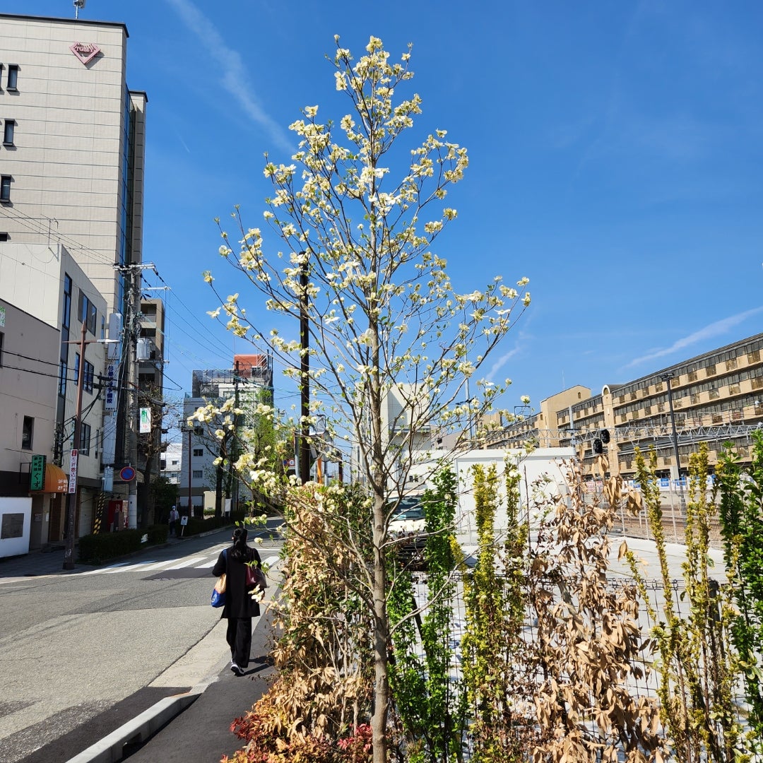 【芦屋のはるかぜ】春の息吹き