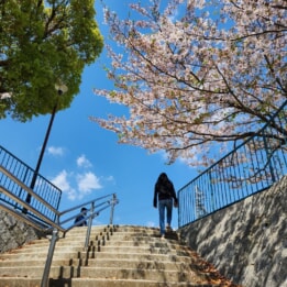 【教室ブログ】青空とさくら 【教室ブログ】青空とさくら