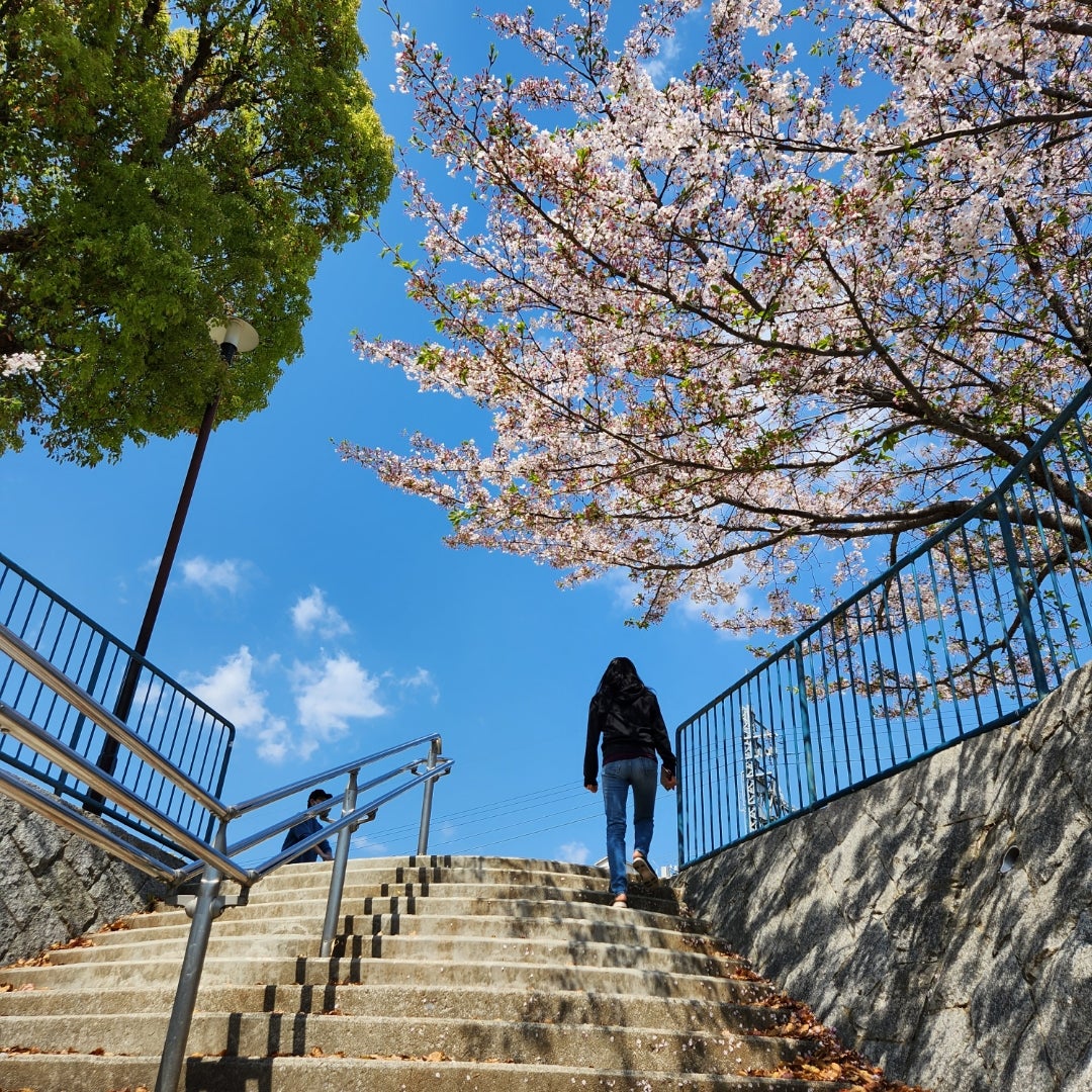 【教室ブログ】青空とさくら