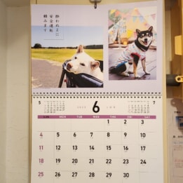 【教室ブログ】6月の犬川柳 【教室ブログ】6月の犬川柳