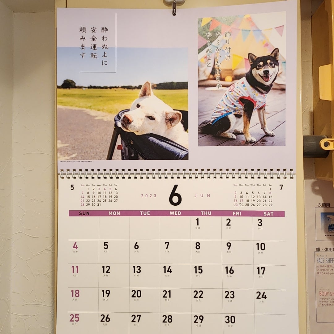 【教室ブログ】6月の犬川柳