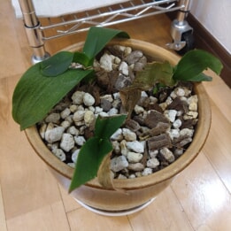 【教室ブログ】ニンニク水効果 【教室ブログ】ニンニク水効果