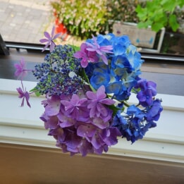 【教室ブログ】紫陽花 【教室ブログ】紫陽花