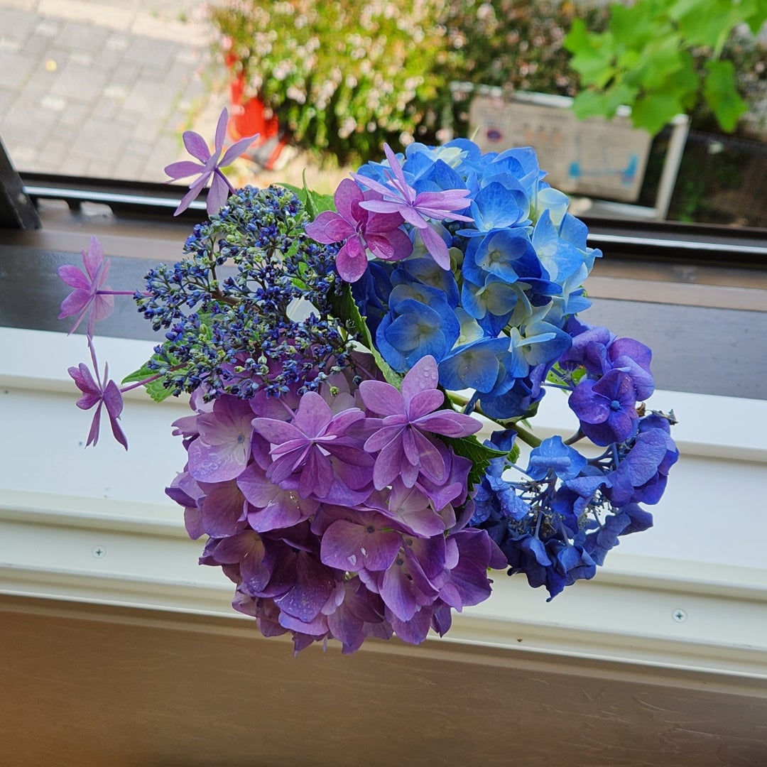 【教室ブログ】紫陽花