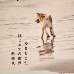 【教室ブログ】7月の犬川柳 【教室ブログ】7月の犬川柳