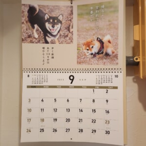 【教室ブログ】9月の犬川柳